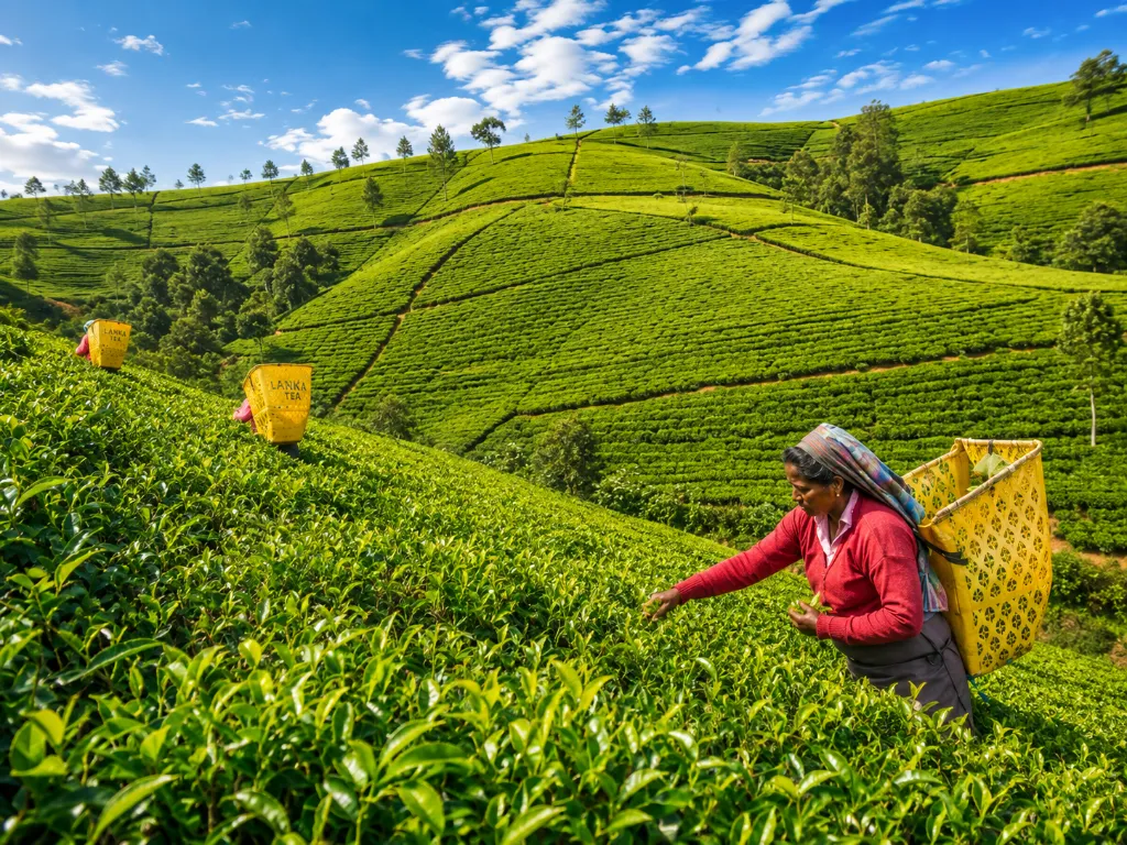 Nuwara Eliya Sri Lanka