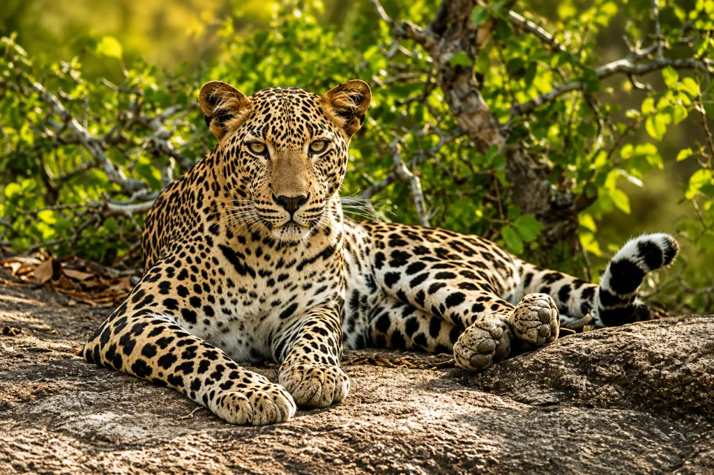 Sri Lanka wildlife safari experience